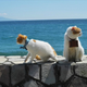 Image for article titled Cats Are the Cutest Guides to Japan